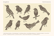 Songbirds graphic collection, a Decorative Illustration by Piñata (Thumbnail 2 of 10)