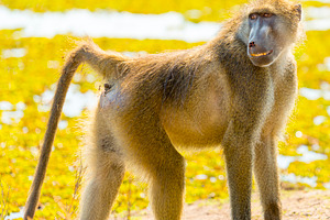 Cape Baboon, an Animal Photo by THP Creative