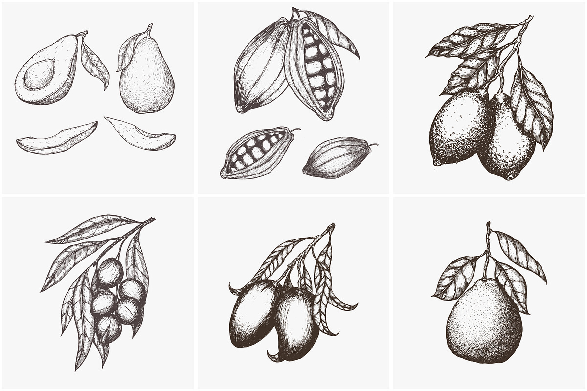 Hand drawn vector plants, a Food Illustration by SHom (Photo 9 of 17)