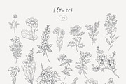Wildflowers. Hand drawn pencil flora, a Decorative Illustration by Kreker Kate (Thumbnail 11 of 12)
