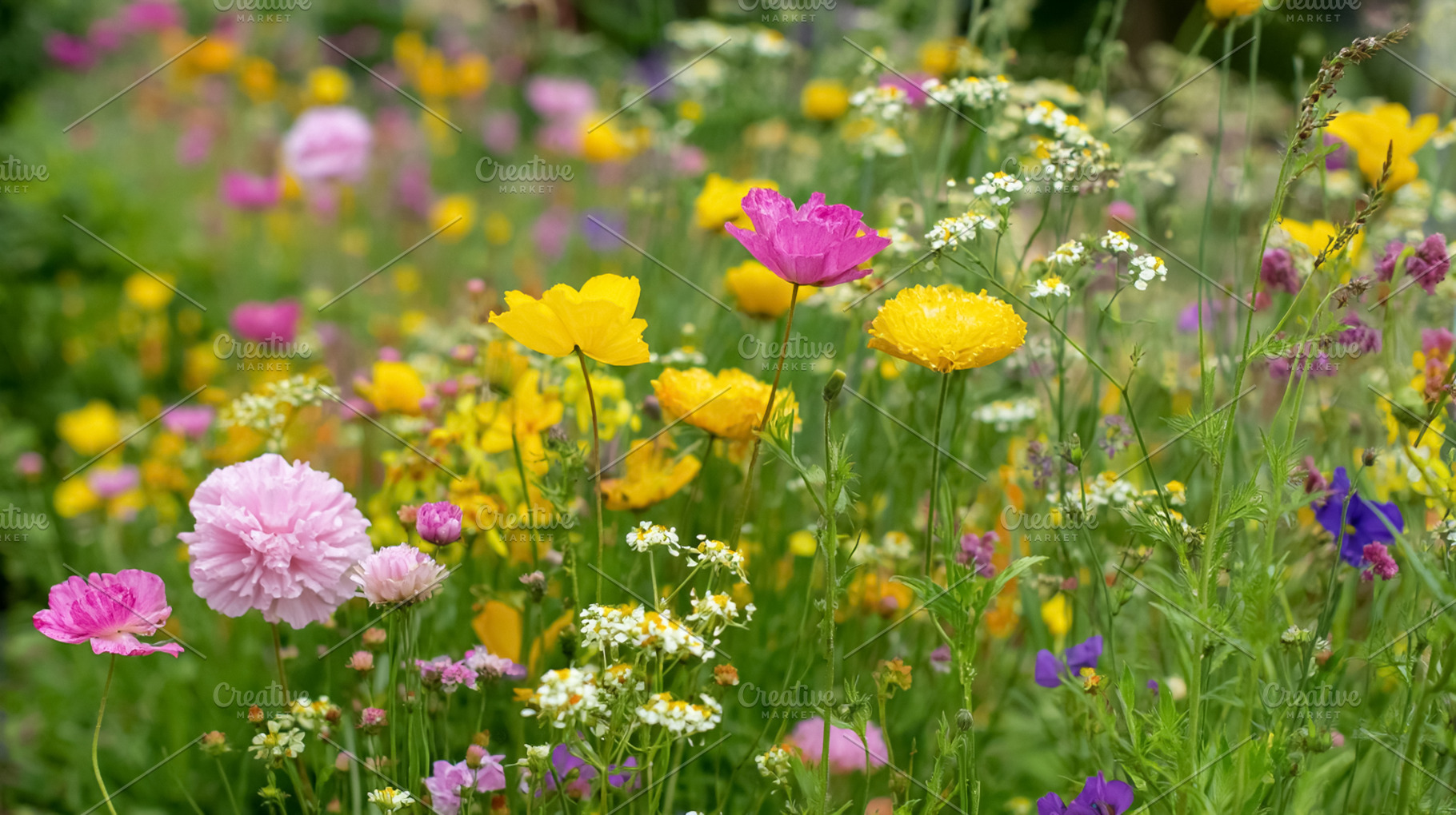 Colorful meadow blooming with diverse wildflowers, creating a vi, a Photo by Studio ANNA
