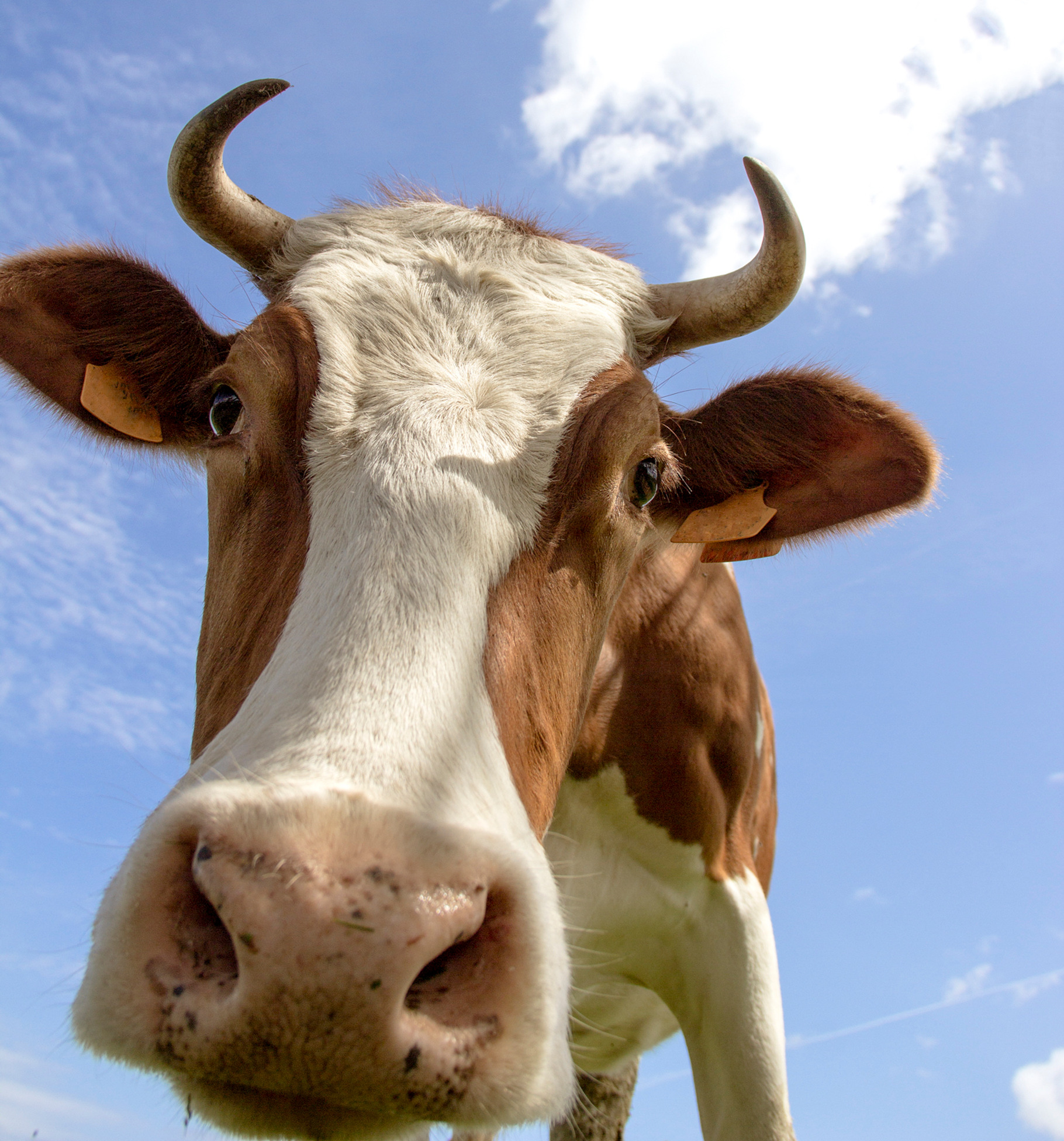 Cow containing agriculture, animal, and background, an Animal Photo by MarcoGovel