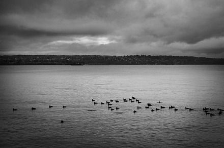 Vancouver Birds, an Animal Photo by k.tay