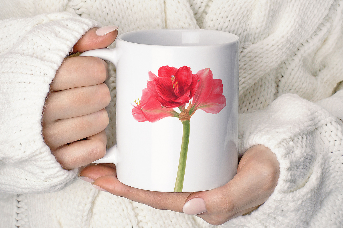 Botanical art - amarillis flowers, an Object Graphic by ViktoriArt (Photo 8 of 14)