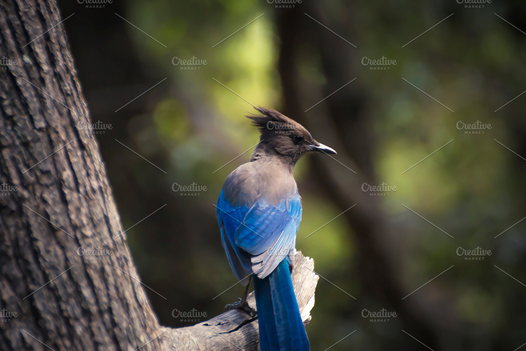 Steller´s Jay, an Animal Photo by NiccerPhotography