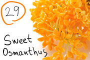 29 Sweet Osmanthus photos, a Nature Photo by Pullia (Thumbnail 1 of 5)