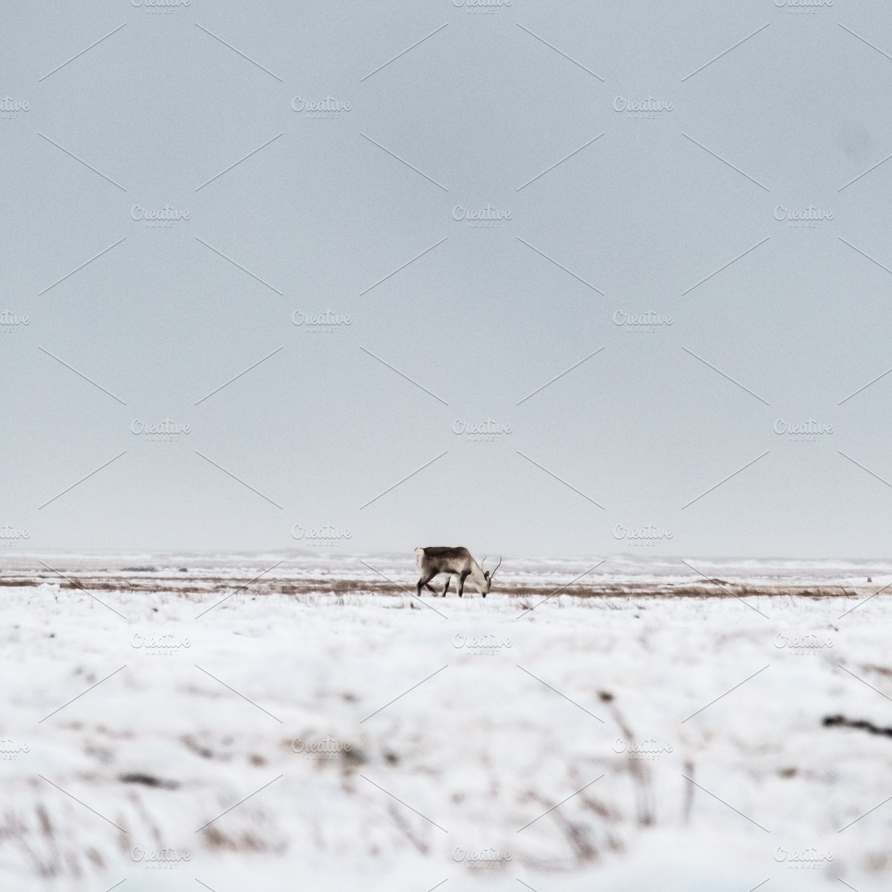 Solitary reindeer grazing in a snowy, a Photo by mishamartin
