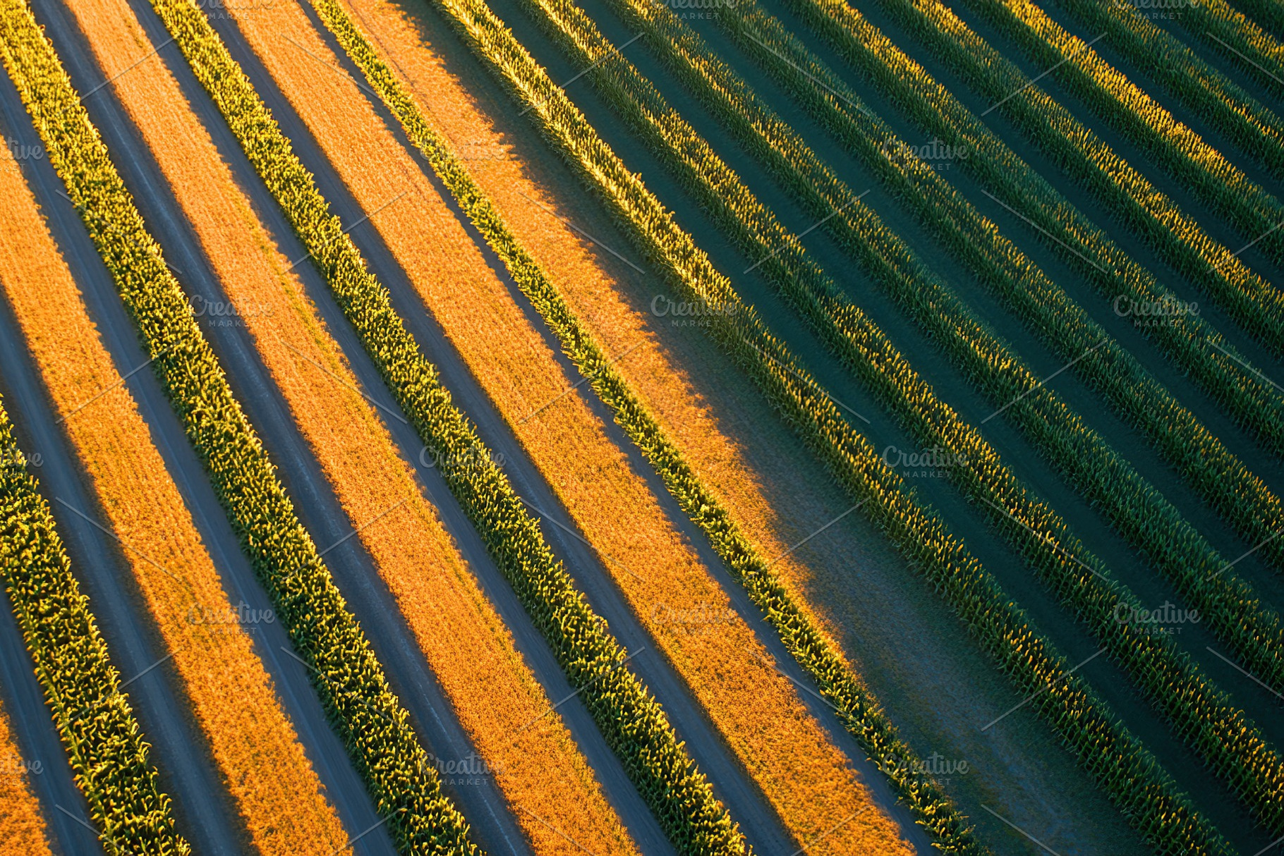 Geometric farming patterns showcase vibrant colors in a large agricultural fiel, a Background Photo by AlyaAnd