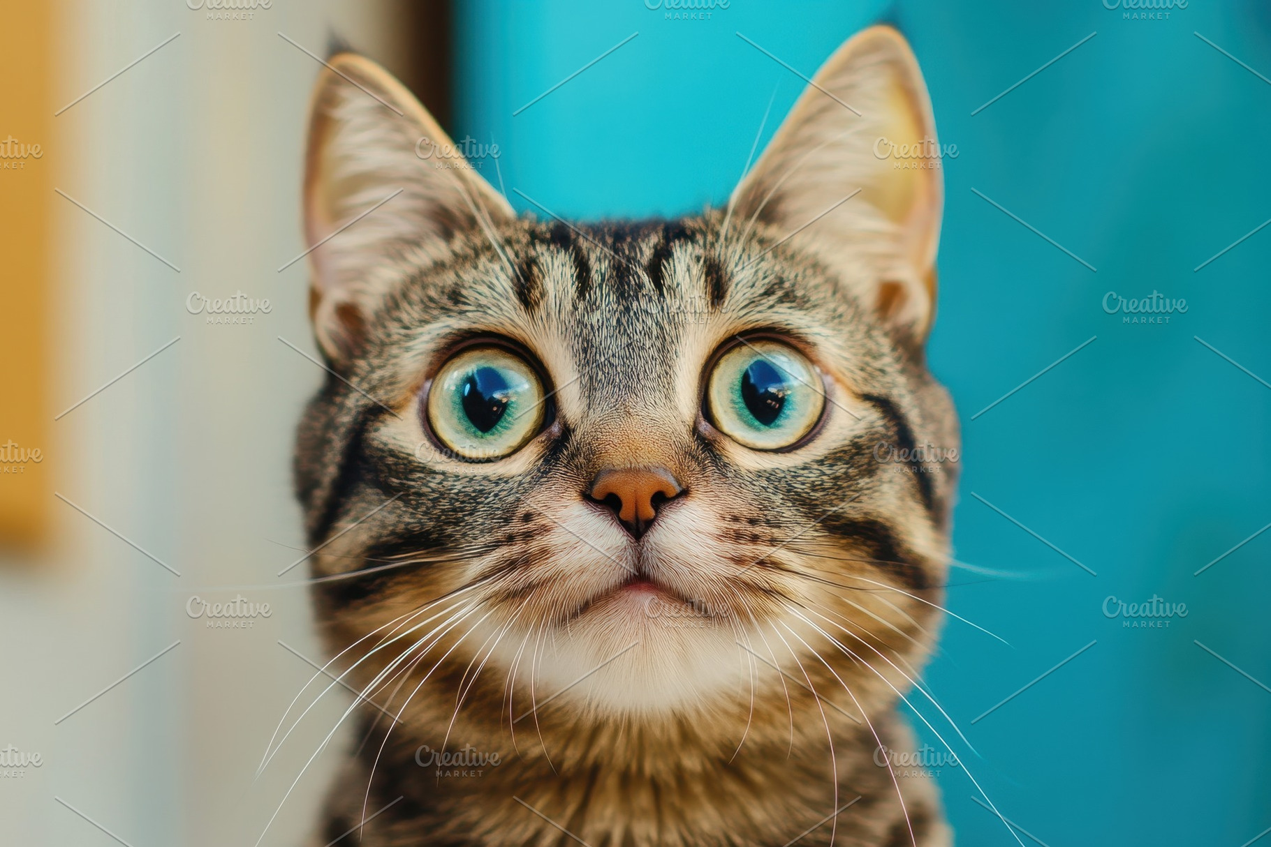 Close-up of a crazy surprised cat, a Photo by Pavel_design