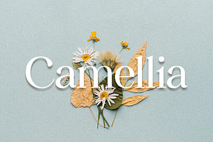 Camellia Serif Font