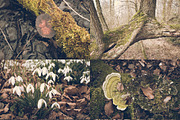 12 Photo Packs - 144 Nature Photos, a Nature Photo by PhotoMarket (Thumbnail 6 of 13)