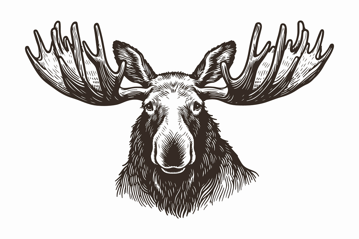 Hand Drawn Moose Head Illustration, an Animal Illustration by MkStudio