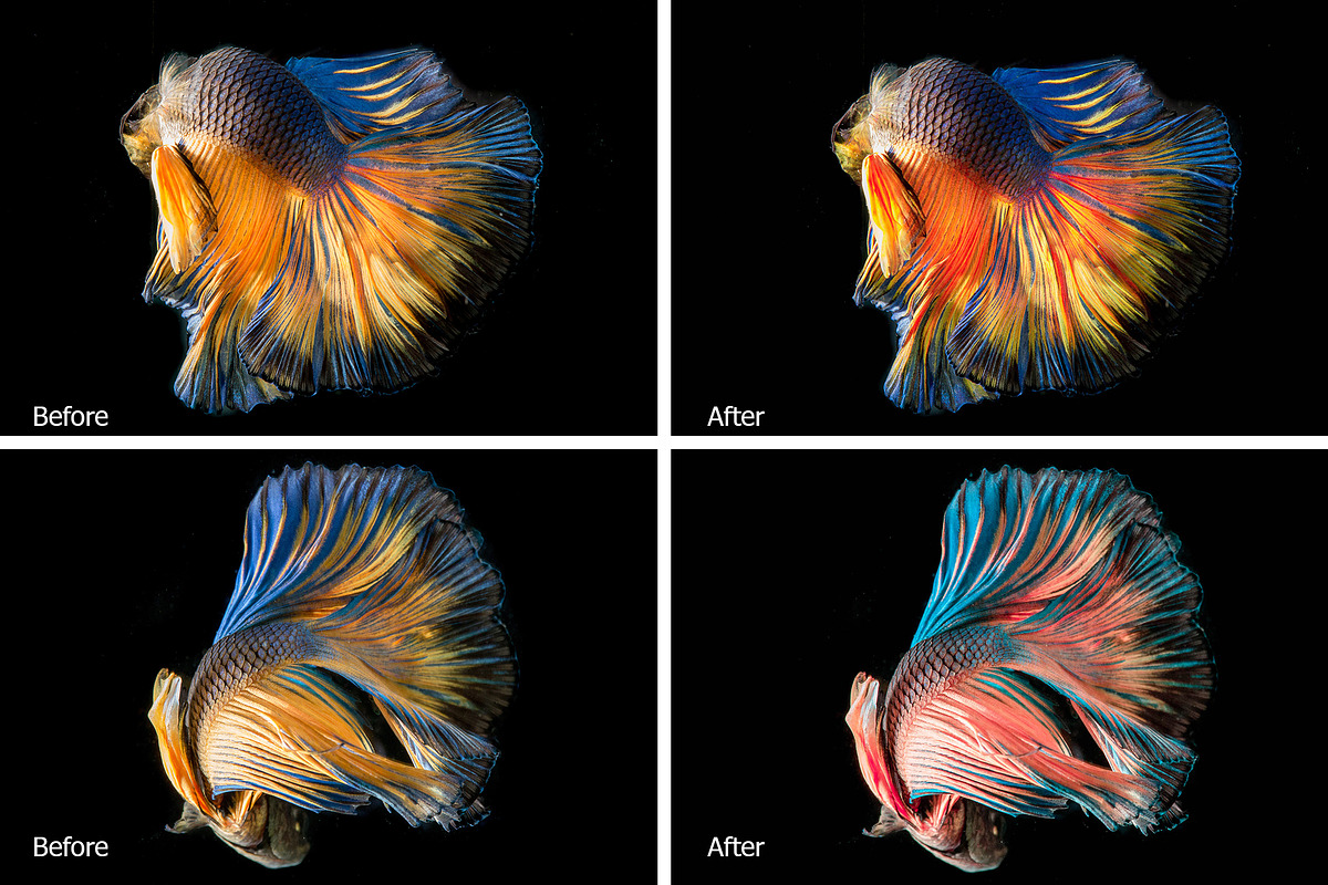 Betta Fish Lr Presets, an Action Add-On by PandoraDreams (Photo 4 of 4)