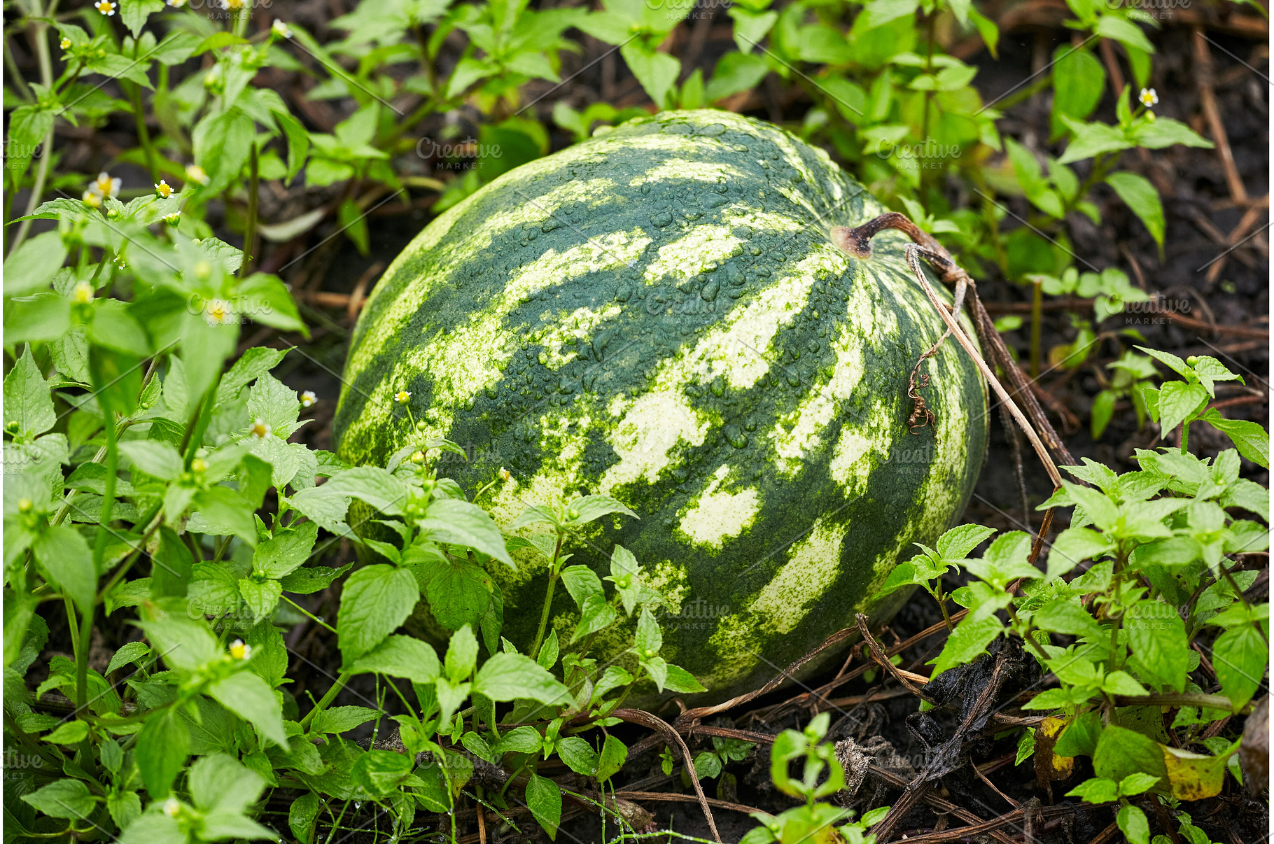 A green and white striped watermelon, a Nature Photo by Rohan Photography