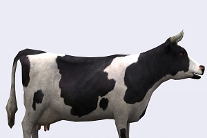 3DRT - Domestic Animals - Cow