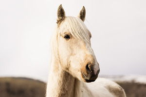 White Horse in a Natural Outdoor Lan, an Animal Photo by Perpis
