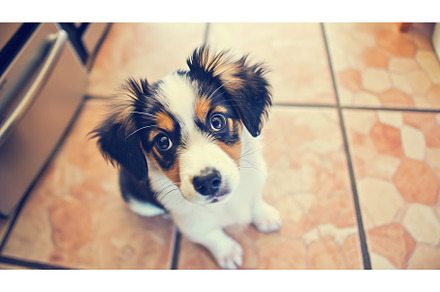 Cute puppy sitting on a kitchen tile, an Animal Photo by Lermont51