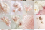 Ethereal Floral Backgrounds Bundle, an Abstract Photo by Allure Art (Thumbnail 6 of 26)