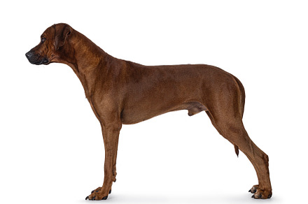 Rhodesian Ridgeback dog on white background, an Animal Photo by Cat'chy Images by Nynke
