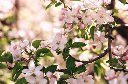 Apple tree blossom featuring apple, apple tree, and blossom