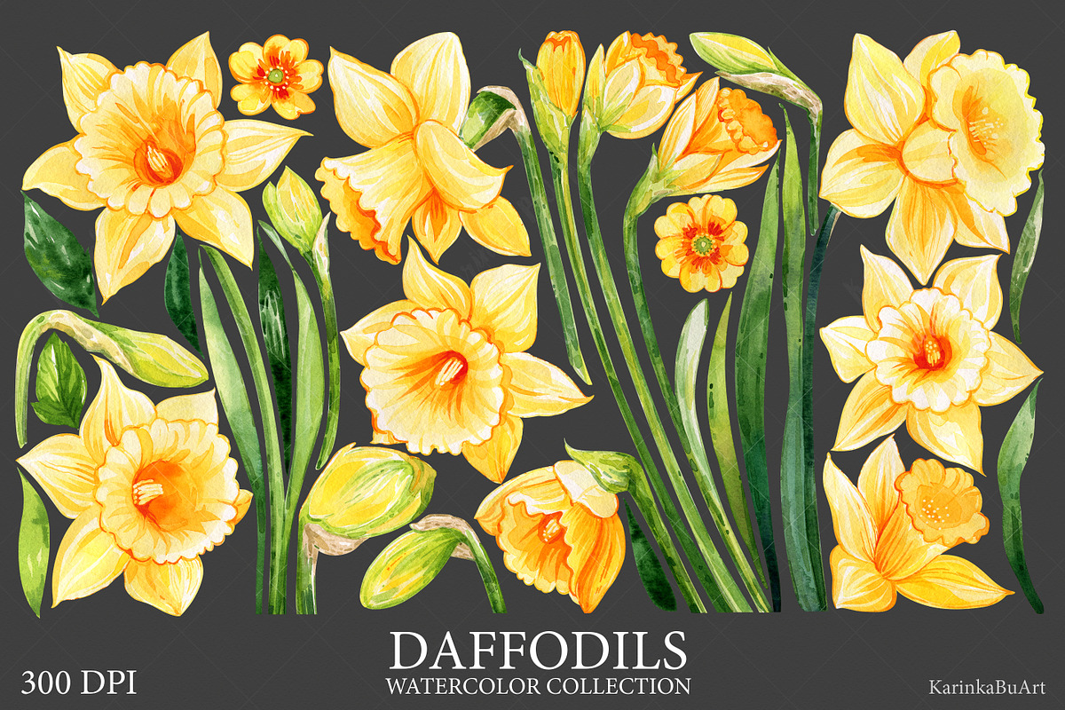 Watercolor daffodils clipart set, an Object Graphic by KarinkaBU (Photo 5 of 6)