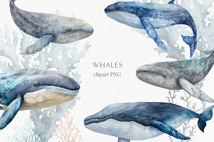 Whales Watercolor Clipart PNG, an Animal Illustration by MyLittleMeow