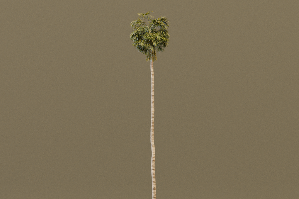 The California Fan Palm Tree, a Plants & Tree 3D Model by FuturePastCreatives (Photo 4 of 8)