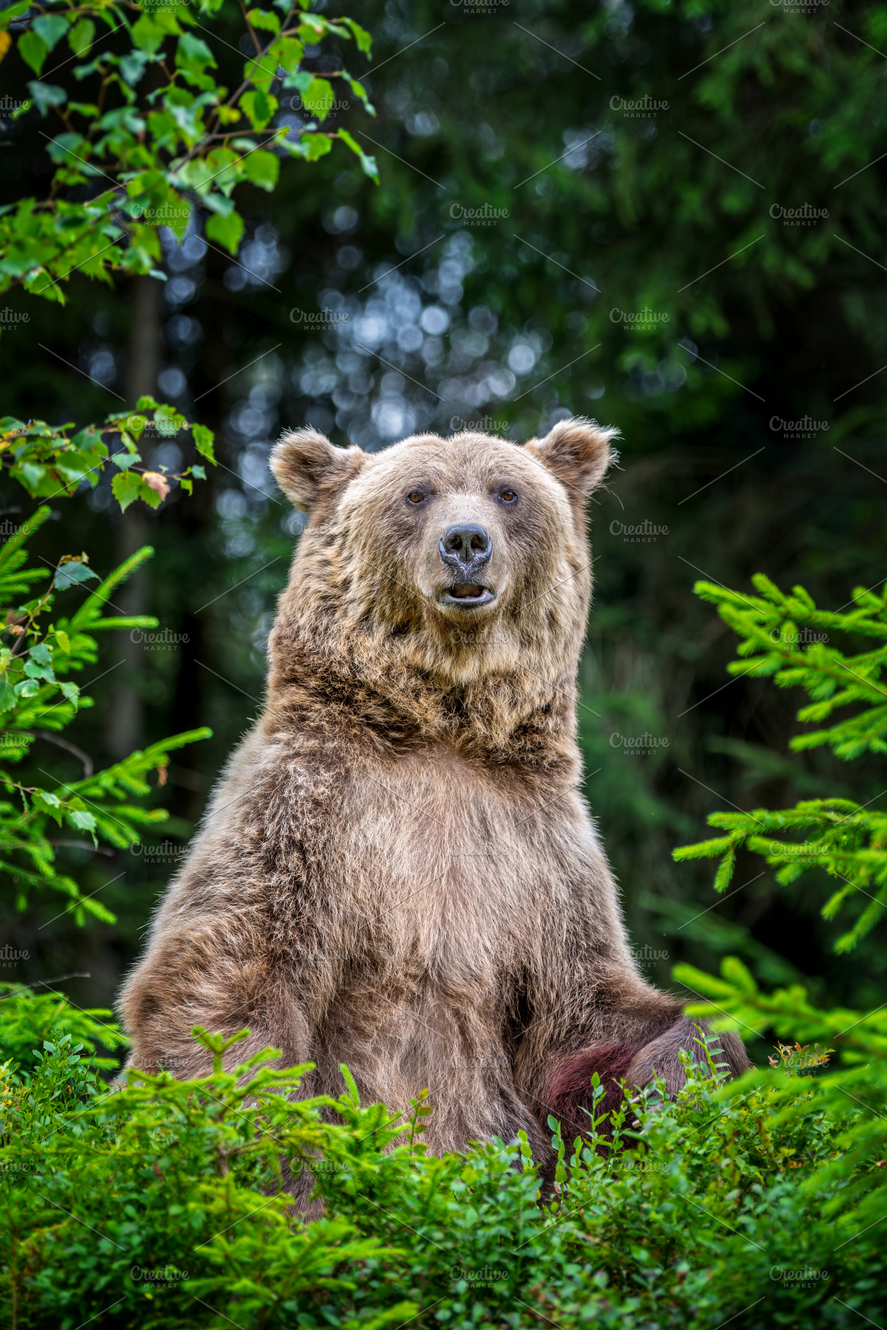 Brown bear standing upright among lush green foliage in a forest, an Animal Photo by Byrdyak