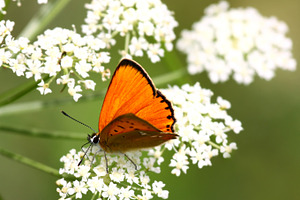 Butterfly on flower, a Nature Photo by BOOCYS