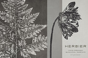 Hand-Pressed Botanical Imprints, an Object Graphic by alonahaidash (Thumbnail 5 of 13)