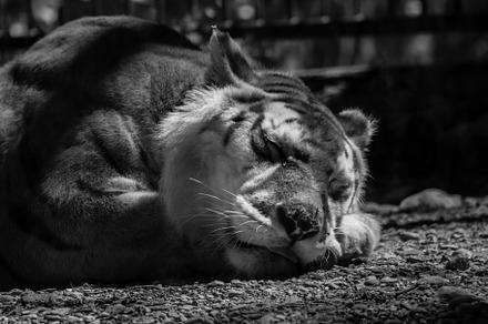 Wild Animals Portrait