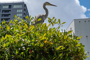 Grey heron perched on bush in Tennoji Park, Osaka, an Animal Photo by GoodGoods
