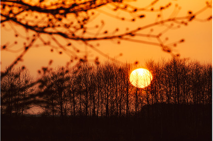 Silhouettes Of Tree Branches With, a Nature Photo by Our Amazing World