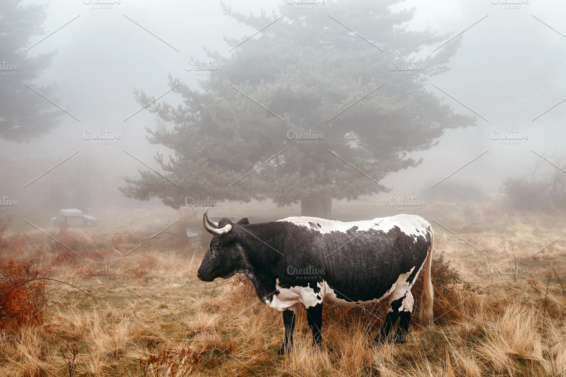 bull in the mountains on a foggy day, an Animal Photo by Perpis