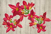 Set. Flowers red lily., an Illustration by SokolovaSv (Thumbnail 2 of 2)