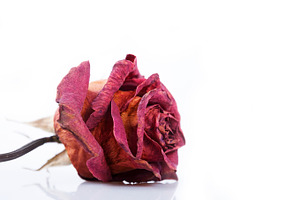 Dried red rose, a Nature Photo by Artspace
