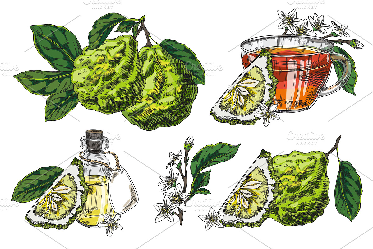 Vector set with bergamot fruit, a Food Illustration by Sabelskaya