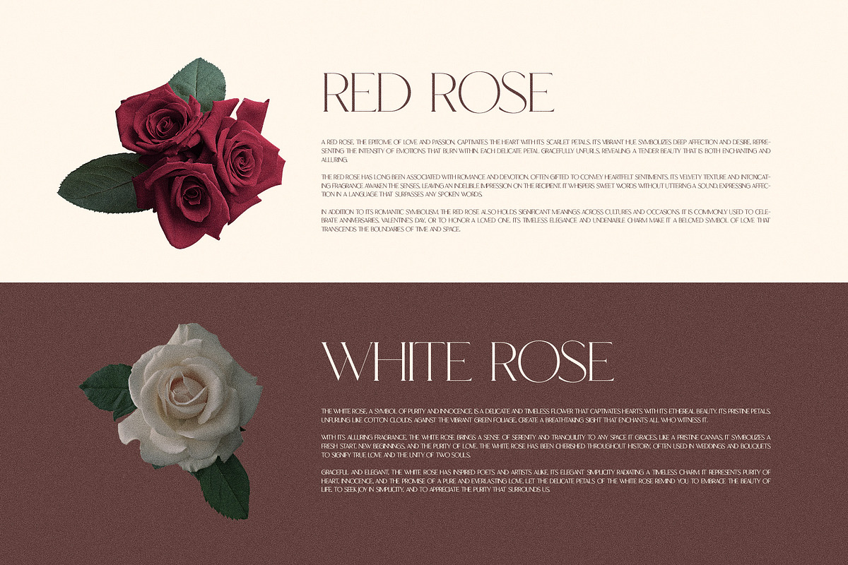 Maven Elegant Serif Font Typeface, a Serif Font by Perfectype (Photo 6 of 10)