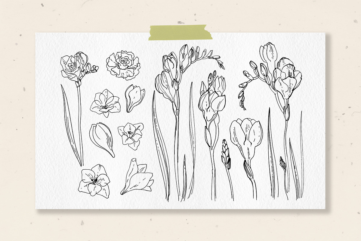 Freesia flowers color. Sketch vector, a Decorative Illustration by irina.vaneeva (Photo 3 of 4)
