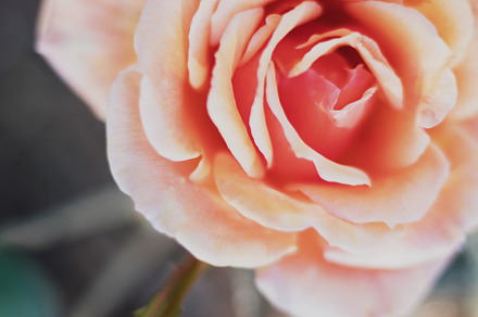 Beautiful Peach Rose Closeup, a Nature Photo by René Jordaan Photography