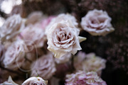 A Garden of Roses | Wedding, Events, a Nature Photo by Farewell (Thumbnail 33 of 41)