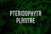 Donaru, a Sans Serif Font by lelevien (Thumbnail 4 of 4)