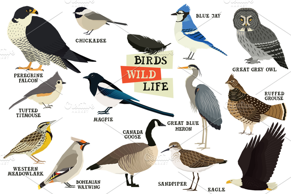 Forest wild life Birds, an Object Graphic by Nenilkime (Photo 1 of 2)