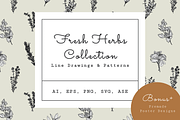 Fresh Herbs Line Drawings & Patterns, an Illustration by kittyShark Creative (Thumbnail 1 of 9)
