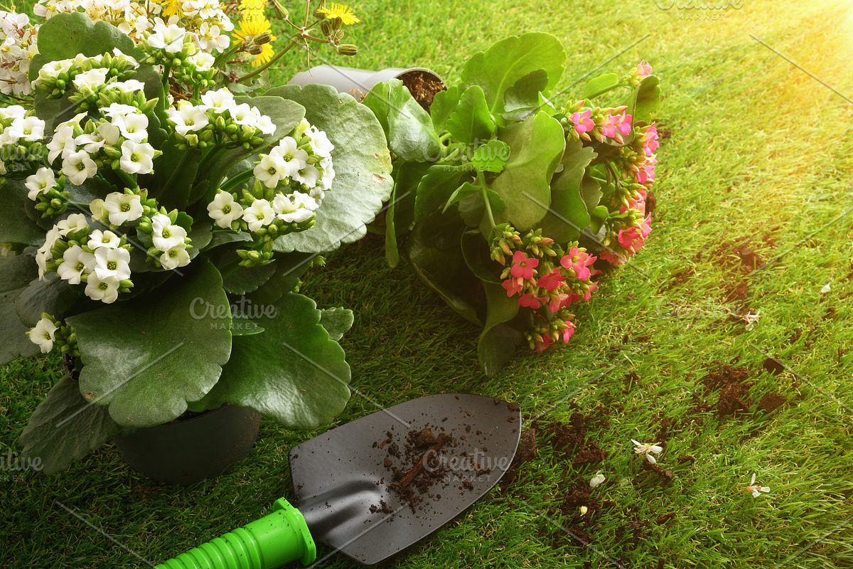 Spring Flowers and Garden Tools on Grass, a Nature Photo by Davizro's Market (Photo 2 of 2)
