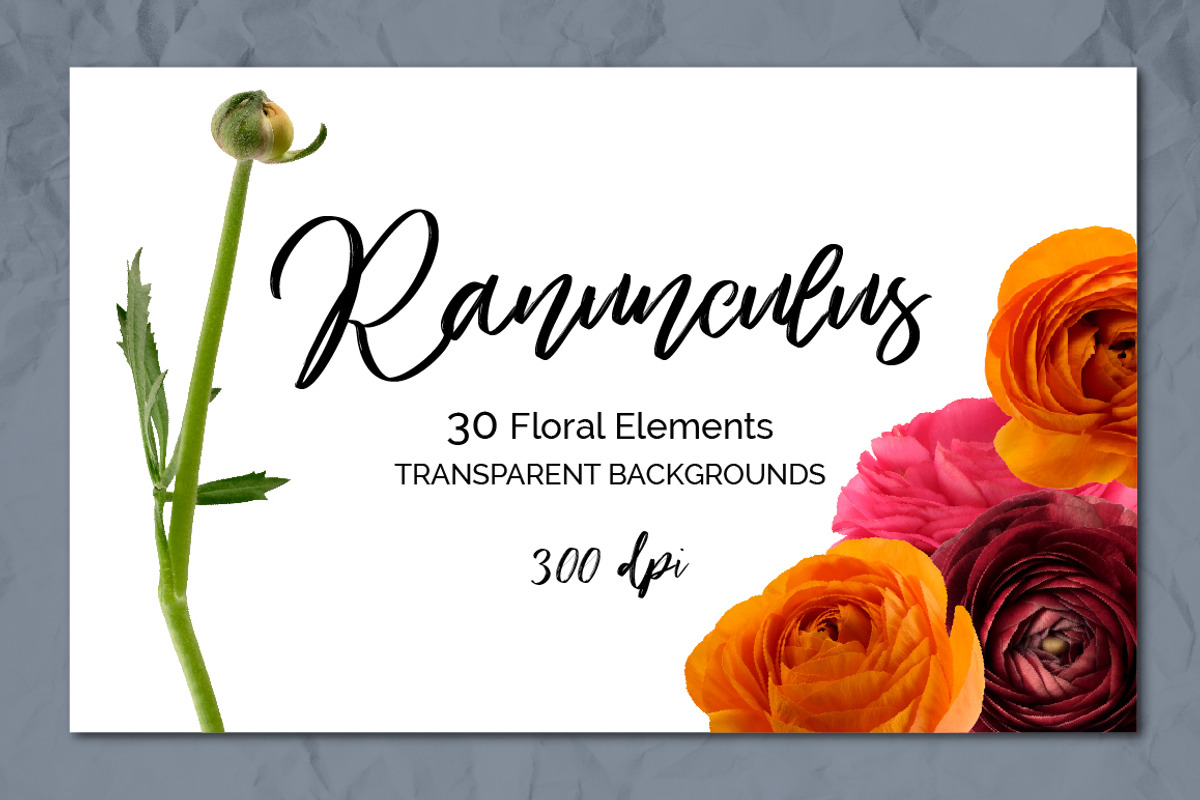 Ranunculus Floral ClipArt Realistic, an Object Graphic by Turning Moss (Photo 2 of 12)