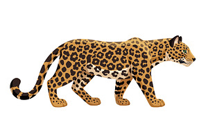 Leopard walking vector illustration, an Animal Illustration by Barsuk's Shop