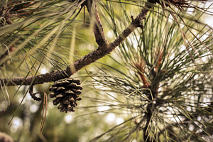 Pine Cone
