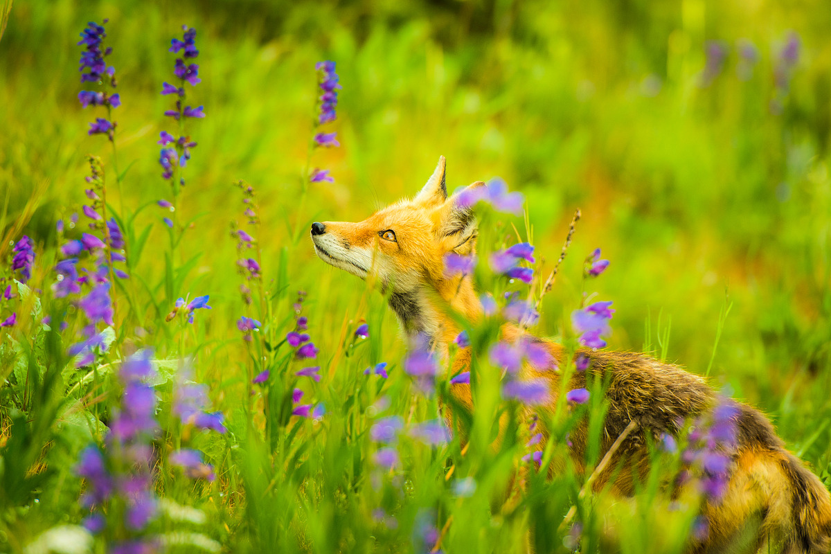 Spring Presets - Lightroom Presets, an Action Add-On by Lensgrade.com (Photo 13 of 15)