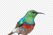 Watercolor Birds, an Animal Illustration by Karliefie (Thumbnail 5 of 5)